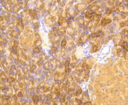 eIF2A, p Ser51 Antibody (SZ01-06), Novus Biologicals 100&mu;L:Antibodies,